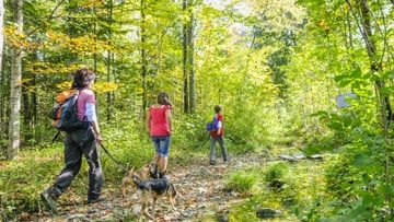 Wandelen in Lingen